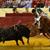 Imagens da corrida de toiros do Campo Pequeno em homenagem ao emigrante