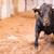 Toiros para a corrida de 30 de Junho - Morante e El Cigala