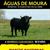 Cartaz da Corrida de Águas de Moura