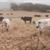 João Augusto Moura adquire 70 vacas e 2 sementais